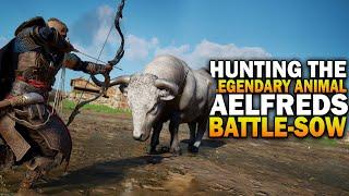 Hunting The Legendary Animal, Aelfred's Battle Sow! Assassin's Creed Valhalla Legendary Animals