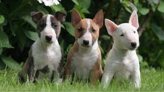 Bull Terriers are super FUNNY and CUTE! Try NOT to LAUGH