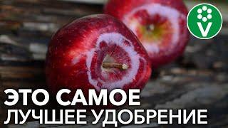 От ЭТОЙ подкормки яблони будут ломиться от урожая! Подкормка яблони дрожжами