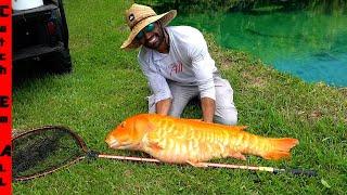 CATCHING a RARE SHINY GIANT Wild KOI FISH! **Not Clickbait**