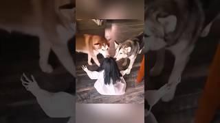 Amazing dog and cats #funny #shorts #compilation #viral #shorts Try not to laugh