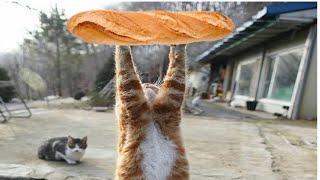 baguette cat