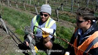 Working in Marlborough's Wine Industry: Part 10 'Painting vines in Marlborough's vineyards'