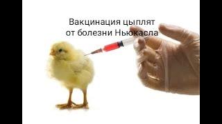 Вакцинация цыплят от болезни Ньюкасла.