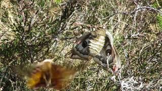 Emperor Moth Saturnia pavonia female attracting male