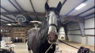 How’s Luna Doing? - Clydesdale Rehab Canker Update