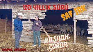 BOŞNAK ÇOBANIN SAFKAN IRKI | 120 YILLIK KIVICIK SÜRÜ | YALOVA