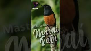 Suara Burung Murai batu Gacor Full Isian