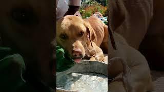 Dog Rescue, Leech stuck in nose (DIY)