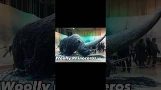 Woolly Rhinoceros (scientists are going to revive #shortsfeed  #short #rhinoceros.