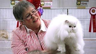 Pam Bassett's longhair kitten final at the 2015 CFA International