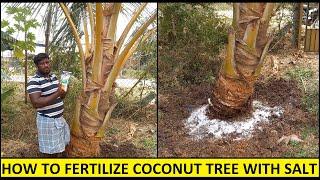 How to Fertilize and protect Coconut tree with Sea Salt / Organic manure and Fertilizer application