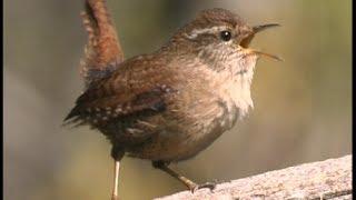 Troglodyte mignon - Wren - Zaunkönig   ( Troglodytes troglodytes )