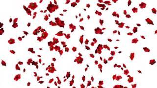 Falling Flowers Animation-Roses White Screen Background