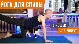 6 КОШЕК ДЛЯ ЗДОРОВЬЯ СПИНЫ на каждый день! | Йога для начинающих | Йогатерапия