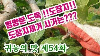 [귀농의 맛 제54화]사과나무 도장지제거 방법과 최적의 시기는?