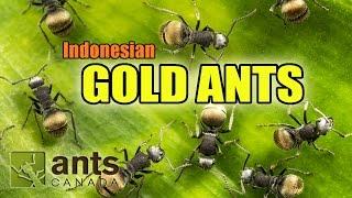 I found GOLD ANTS in Indonesia!