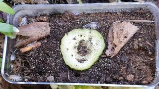 Panda Asseln (Porcellio Laevis "Panda") - für das Terrarium