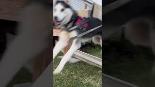 ꧁-  𝓜𝓐𝓥𝓔𝓡𝓘𝓒𝓚  -꧂ #siberianhusky #dog #maverick #blowup #foryou #edit #short #jumping