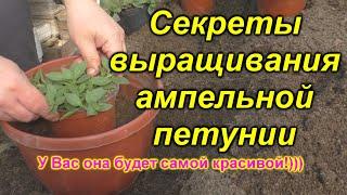 Ампельная петуния - Вы ещё ТАК не сделали с ней?! Поторопитесь - время не ждёт!