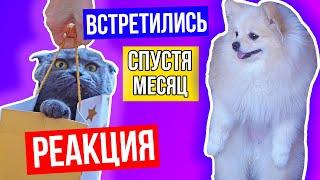 ВСТРЕЧА С ПОСЛЕ РАЗЛУКИ КОШЕЧКИ БАТТЕРС И СОБАЧКИ ЭЛИС - ЧТО ПРОИЗОШЛО?!