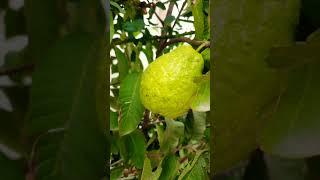 Beauty of nature  Growing  Guava Ruby Supreme#naturephotography #photography