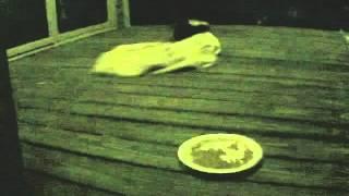 Skunk Steals a sheet from porch