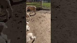 Swiss  #shorts #shortvideos #viral #video #swizterland #swissbeauty #sheep #farming #beauty