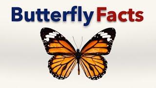 Butterfly Facts