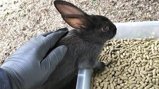 I petted a baby black rabbit and was amazed at how soft it was!
