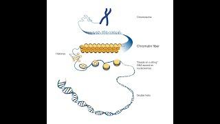 lncRNA (long non-coding RNA)