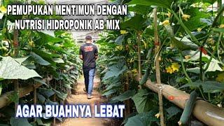 How to fertilize cucumbers with hydroponic mix AB Nutrition