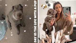 A DAY IN THE LIFE with my new puppy!! sharpei pup, routine, meals etc