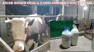 SIGIR BOQISH SIGIR BOQIB OYIGA 3.000.000 MILLION FOYDA QILISH 