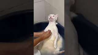 cat status video #viral #shorts #status #cat #funny#myau #viralshorts #animals #pet