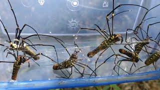 It only exists in the tropics, catching and observing Asian spiders