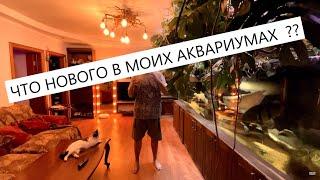 Что нового в моих аквариумах? Новые рыбы, дубовые коряги, замена носков, доведение системы до ума.