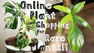 Houseplant Shopping Online for Rare Plants! Tips and Tricks for Buying Houseplants Online!