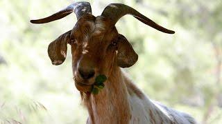 Serial Goat Rapist On The Loose In Florida