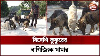 বিদেশি কুকুরের বাণিজ্যিক খামার করে চমক সৃষ্টি করেছেন খুলনার সাদিক | Khulna | Dog | Channel 24