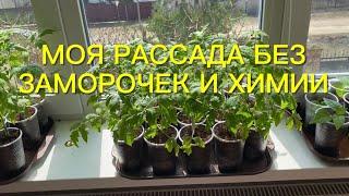 Дела огородные. Как растет моя рассада без заморочек и химии.🫑