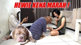 Hewie Pitbull Kena Masalah  | Drama Anjing Lucu #hewiepitbull