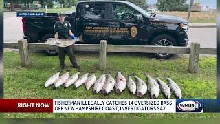 Fisherman illegally catches 14 oversized bass off New Hampshire coast, investigators say