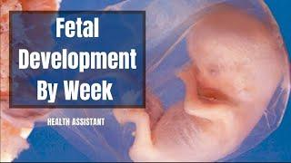 Fetus Progression | Fetal Progression | Fetus Development Stages | Fetal Development By Week