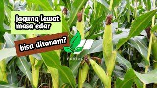 APAKAH JAGUNG LEWAT MASA EDAR/KADARLUARSA  BISA DITANAM?//WPPERTANIAN