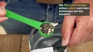 Hiryo Gold Wachstum und Prebonsai