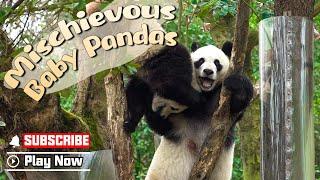 【Panda Billboard】Episode 290 Panda Mom Needs An Assistant | iPanda