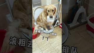 The humble shit-shoveling officer has to queue up to go to the toilet. Cute pet golden retriever fu