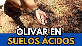 Acid Soils: Olive Grove Management