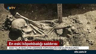 NTV | En eski köpekbalığı saldırısı